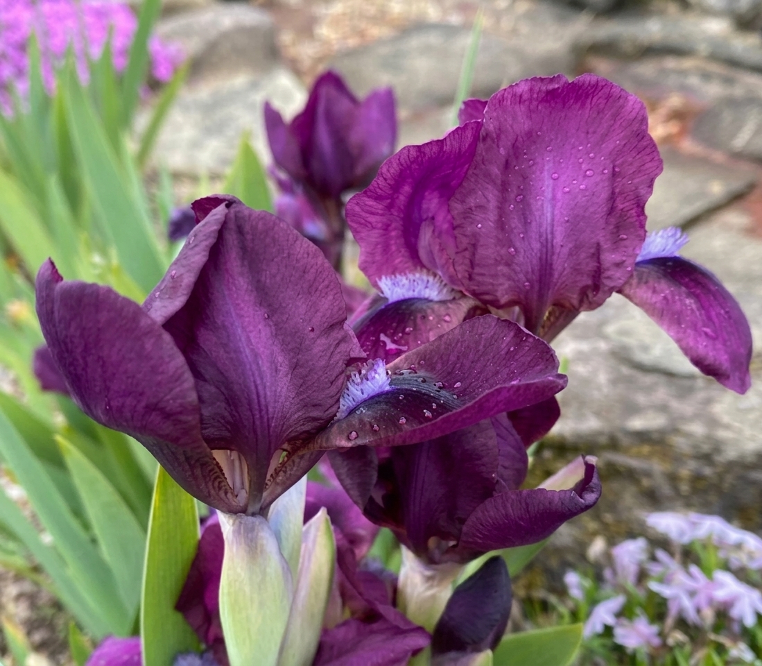 Iris 'Fuzzy' 